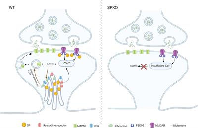 Synaptopodin: a key regulator of Hebbian plasticity